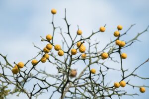 40代女性がiDeCoを利用することで得られるメリットはある？