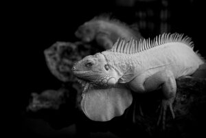 複利効果を初心者向けにわかりやすく解説した内容は？